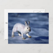 Varying Hare/Snowshoe Rabbit op open sneeuw Briefkaart (Voorkant / Achterkant)