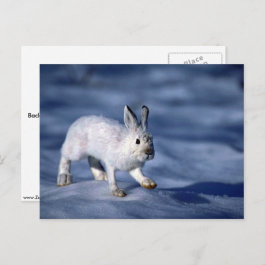 Varying Hare/Snowshoe Rabbit op open sneeuw Briefkaart (Voorkant / Achterkant)