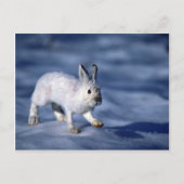Varying Hare/Snowshoe Rabbit op open sneeuw Briefkaart (Voorkant)