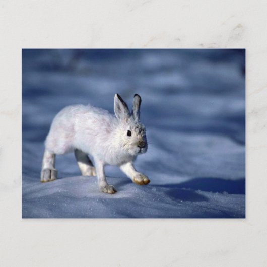 Varying Hare/Snowshoe Rabbit op open sneeuw Briefkaart (Voorkant)