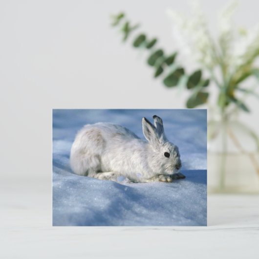 Varying Hare/Snowshoe Rabbit op open sneeuw Briefkaart (Staand voorkant)
