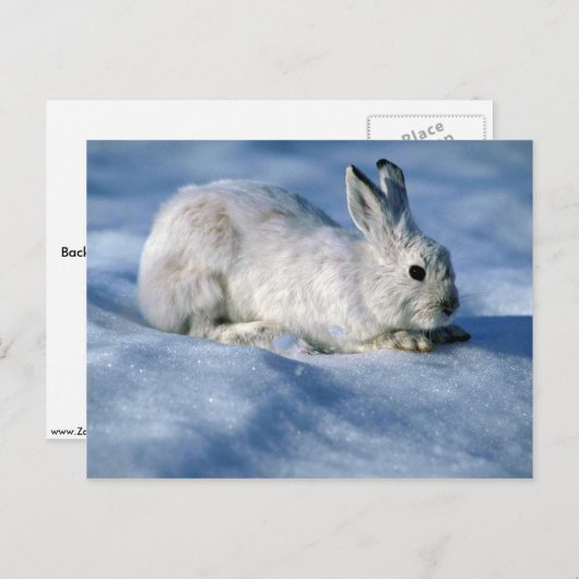 Varying Hare/Snowshoe Rabbit op open sneeuw Briefkaart (Voorkant / Achterkant)