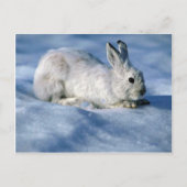 Varying Hare/Snowshoe Rabbit op open sneeuw Briefkaart (Voorkant)
