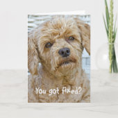 Vasectomie Hond Humor Kaart (Voorkant)