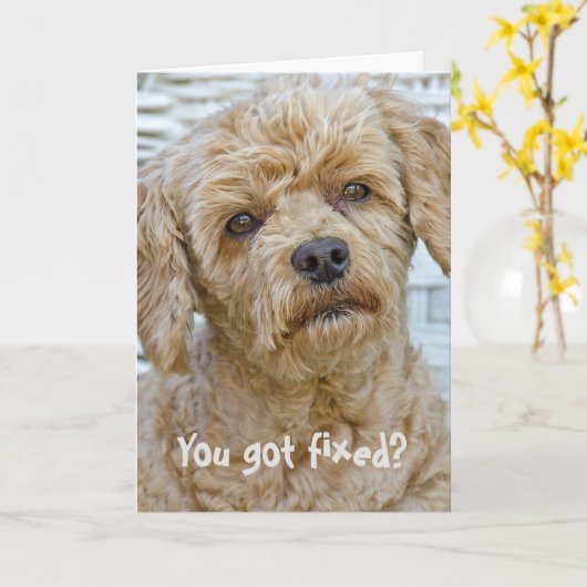 Vasectomie Hond Humor Kaart (Gele Bloem)