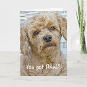 Vasectomie Honden Humor Kaart
