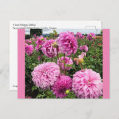 Vassio Meggos Dahlia Briefkaart (Voorkant / Achterkant)