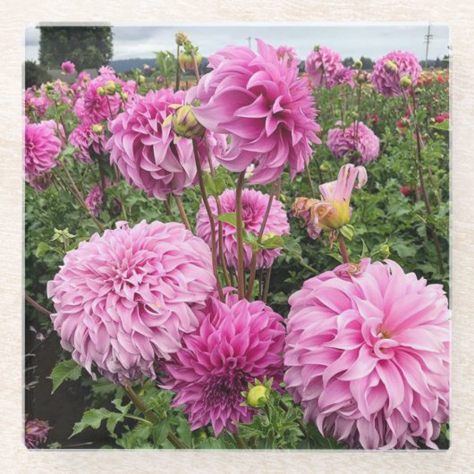 Vassio Meggos Dahlia Glazen Onderzetter (Voorkant)