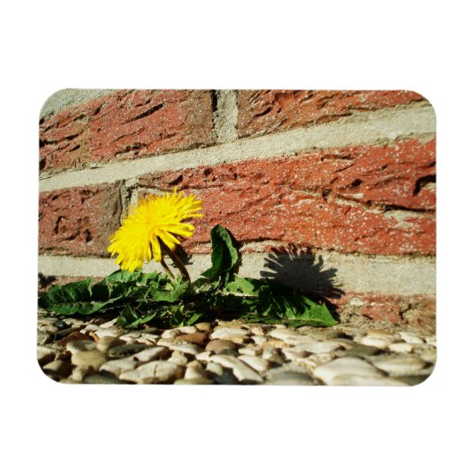 Vastberaden Paardenbloem Magneet (Horizontaal)