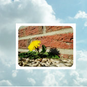 Vastberaden Paardenbloem Magneet