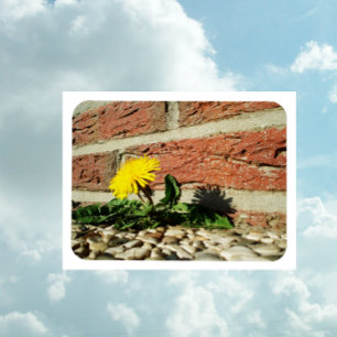 Vastberaden Paardenbloem Magneet