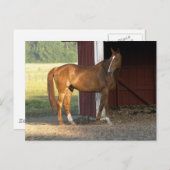 Vaste kastanje briefkaart (Voorkant / Achterkant)