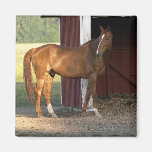 Vaste kastanje magneet (Voorkant)