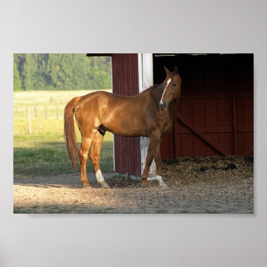 Vaste kastanje poster (Voorkant)