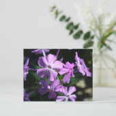 Vaste Phlox # 2 Briefkaart (Staand voorkant)