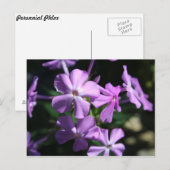 Vaste Phlox # 2 Briefkaart (Voorkant / Achterkant)
