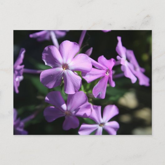 Vaste Phlox # 2 Briefkaart (Voorkant)