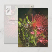 Vaste rode bloemen briefkaart (Voorkant / Achterkant)