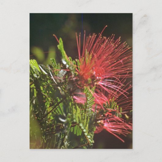 Vaste rode bloemen briefkaart (Voorkant)
