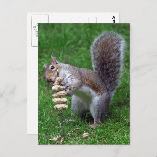 Vastgestelde eekhoorn briefkaart (Voorkant / Achterkant)