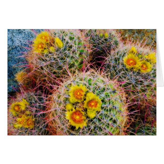 Vat cactus close-up, Californië (Voorkant Horizontaal)