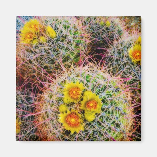 Vat cactus close-up, Californië Magneet (Voorkant)