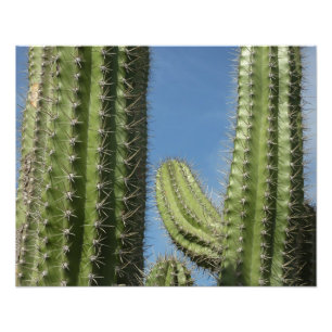 Vat Cactus I Woestijn Foto Afdruk