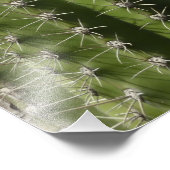 Vat Cactus I Woestijn Foto Afdruk (Hoek)