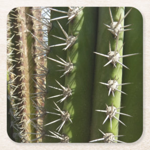 Vat Cactus II Woestijn Natuur Foto Kartonnen Onderzetters