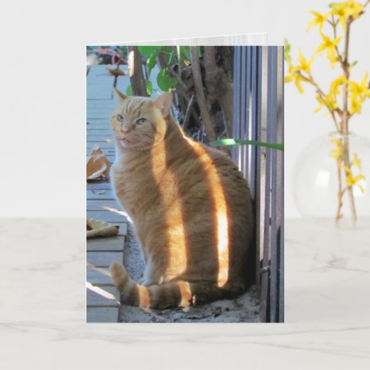 Vat Cat Sunny Daze :) Kaart (Gele Bloem)