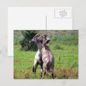 vechtende hengsten briefkaart (Voorkant / Achterkant)