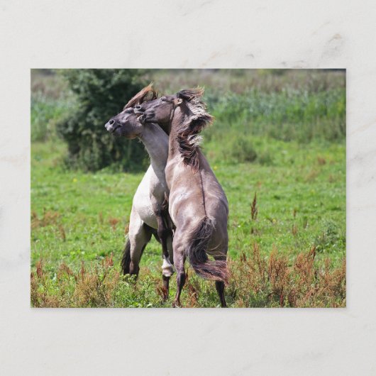 vechtende hengsten briefkaart (Voorkant)