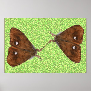 Vechtende Motsen Poster