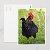 Vechthaan Briefkaart (Voorkant / Achterkant)