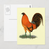 Vechthaankalkoen rode haan briefkaart (Voorkant / Achterkant)