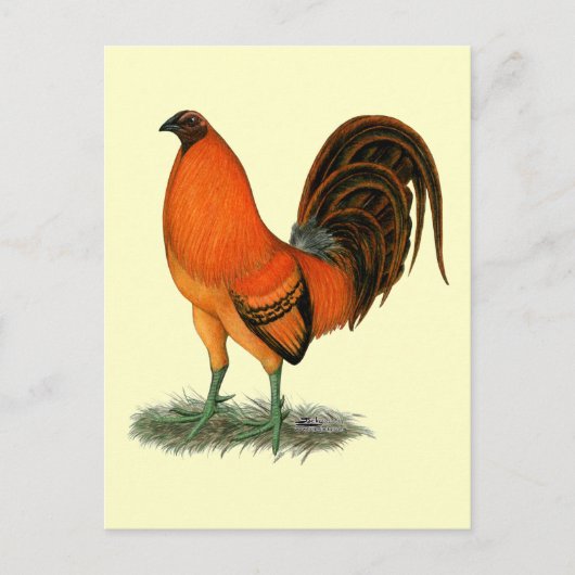 Vechthaankalkoen rode haan briefkaart (Voorkant)