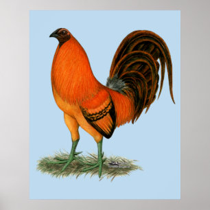 Vechthaankalkoen rode haan poster