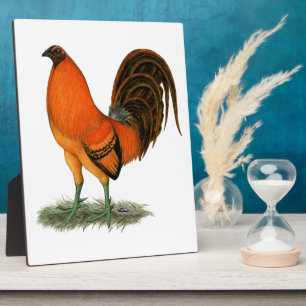 Vechthaankleurige Ginger Red Haan Fotoplaat