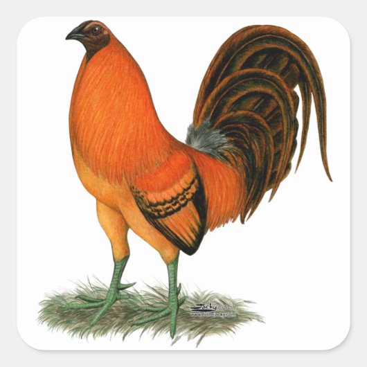 Vechthaankleurige Ginger Red Haan Vierkante Sticker (Voorkant)