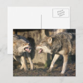 vechtwolven briefkaart (Voorkant / Achterkant)