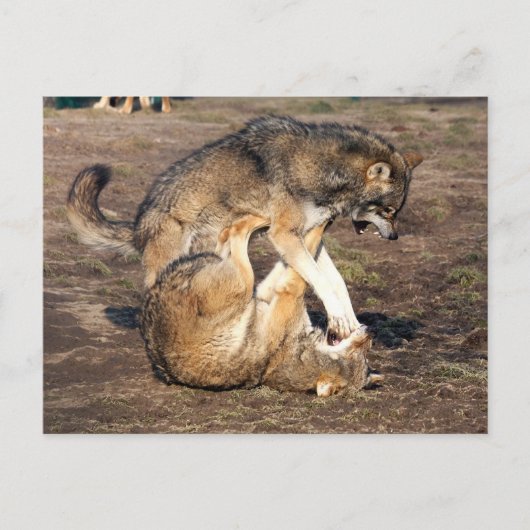 vechtwolven briefkaart (Voorkant)