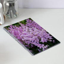 Vederachtige Roze Astilbe Pluimen Bloemig