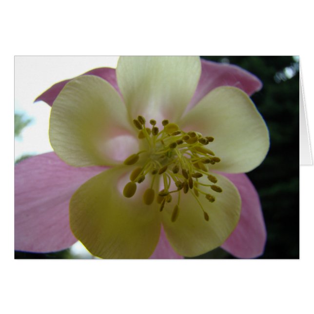 veduta (Voorkant Horizontaal)