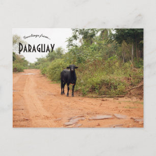 Vee op een weg in Paraguay Briefkaart