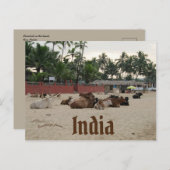 Vee op het strand in Goa, India Briefkaart (Voorkant / Achterkant)