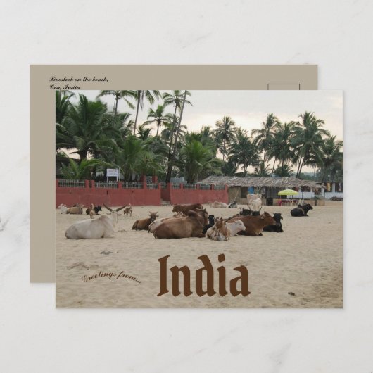 Vee op het strand in Goa, India Briefkaart (Voorkant / Achterkant)