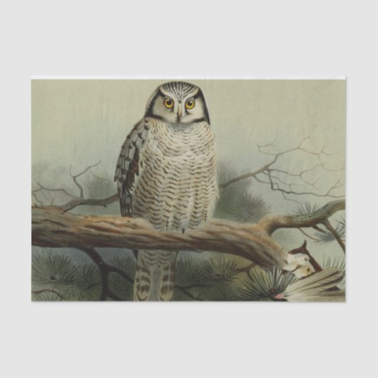  veefilters tissuepapier (Voorkant)