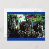 veehouder via show van het trekpaard briefkaart (Voorkant / Achterkant)