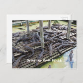 Veel baby alligators briefkaart (Voorkant / Achterkant)