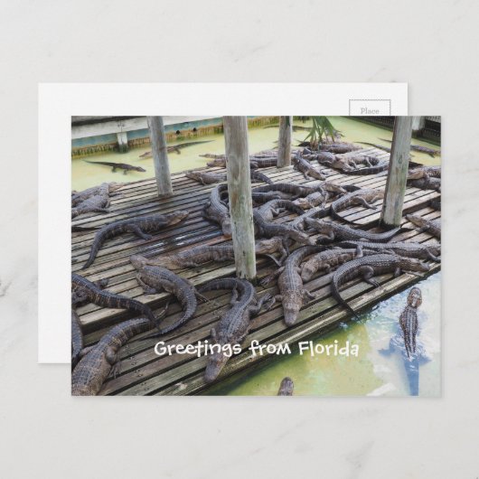 Veel baby alligators briefkaart (Voorkant / Achterkant)